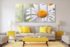 Quadri 5 pezzi – Fiori di margherita
