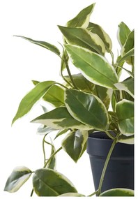 Pianta artificiale (altezza 33 cm) Hoya Carnosa - House Nordic
