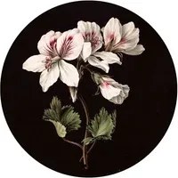 KEK Amsterdam Carta da parati panoramica White Flowers Circle - M - 1.9m