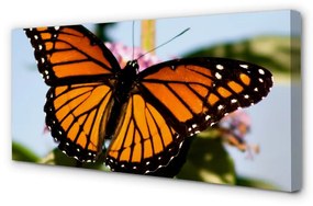 Quadro su tela Farfalla colorata 100x50 cm