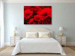 Quadro su tela – Campo di papaveri selvatici
