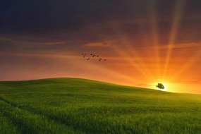 Carta da parati – Albero nel prato