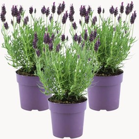 Set di 3 piante vere Lavanda francese Lavandula stoechas Anouk