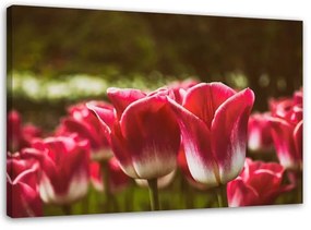 Quadro su tela, Fiore di tulipano rosso