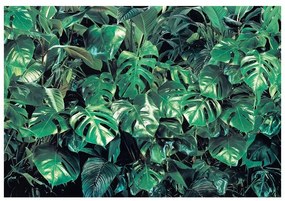 Fotomurale KOMAR Verdur, Multicolore 368X254 cm