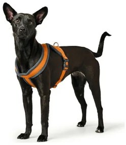 Imbracatura per Cani Hunter London Comfort 39-47 cm Arancio XS/S