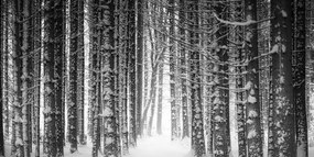 Stampa su tela – Foresta coperta di neve in bianco e nero