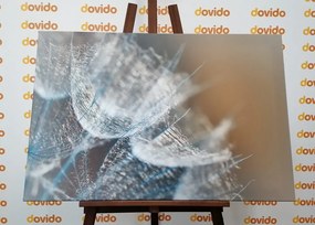 Quadro su tela – Macro soffione su sfondo
