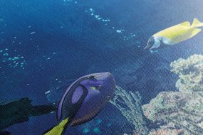 Quadro su tela – Pesci tropicali