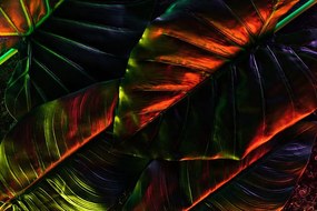 Carta da parati – Foglie di palma tropicali