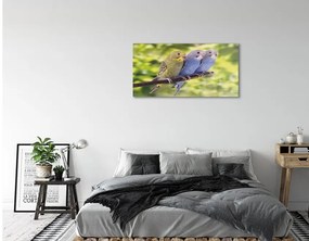 Quadro di vetro Pappagalli colorati su un ramo 140x70 cm