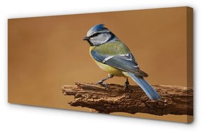 Quadro stampa su tela Uccello 100x50 cm