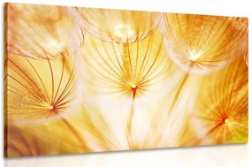 Quadro su tela – Soffione in splendida esecuzione