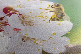 Stampa su tela – Fiori dell'albero in primavera