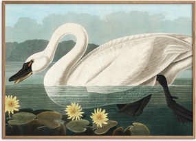 Poster incorniciato in legno di quercia American Swan