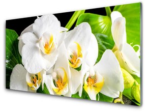 Quadro acrilico Fiori di orchidea Natura 100x50 cm