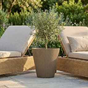 MERCEDES - vaso medio