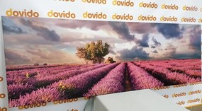 Stampa su tela – Terra dei campi di lavanda