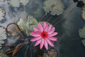 Carta da parati – Fiore di loto affascinante