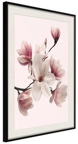 Poster  Blooming Magnolias I  Cornice Quadri Cornice nera con pass-partout, Larghezza x Altezza Home decor 40x60