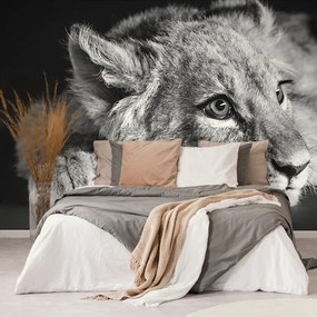 Carta da parati – Cucciolo di leone in bianco e nero