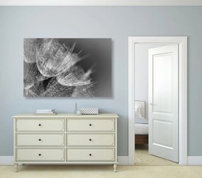 Stampa su tela – Macro soffione in bianco e nero su sfondo