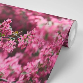Carta da parati autoadesiva – Fiori di ciliegio dettagliati