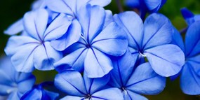 Stampa su tela – Fiori blu pittoreschi