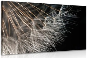 Quadro su tela – Bellezza del soffione