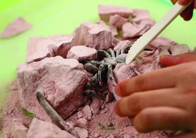 Scavi degli orrori - Insetti