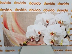 Quadro su tela – Orchidea bianca su tela