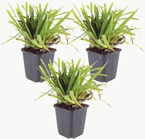 Set di 3 piante vere Luzula Sylvatica