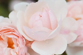Quadro su tela – Pieno di rose