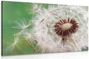 Quadro su tela – Semi di soffione
