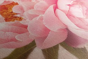 Stampa su tela – Peonia delicata