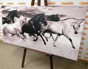 Quadro su tela – Branco di cavalli in bianco e nero