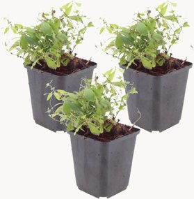 Set di 3 piante vere Sweet Woodruff Galium Odoratum