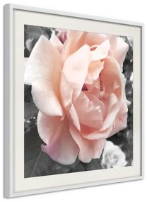 Poster  Delicate Rose  Cornice Quadri Cornice nera con pass-partout, Larghezza x Altezza Home decor 50x50