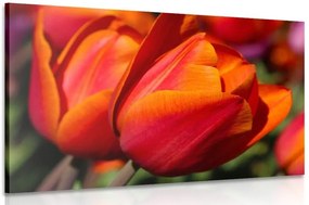 Quadro su tela – Tulipani meravigliosi sul prato