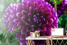 Carta da parati – Splendido fiore viola