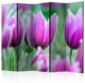 Paravento  Purple spring tulips II [Room Dividers]  Colore Viola, Dimensioni e Misure 225x172