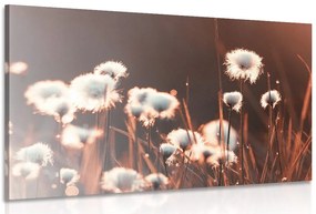 Stampa su tela – Erba di cotone