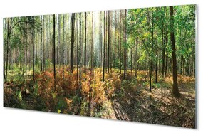 Quadro acrilico Birch Tree Forest 100x50 cm