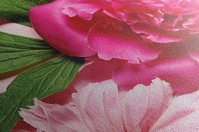 Quadro su tela – Peonie in rosa