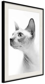 Poster  Sphinx  Cornice Quadri Cornice nera con pass-partout, Larghezza x Altezza Home decor 40x60