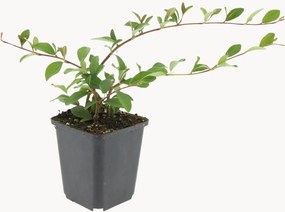 Set di 6 piante vere Cotoneaster Dammeri