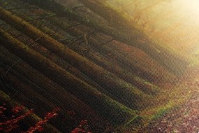 Stampa su tela – Sentiero nella foresta