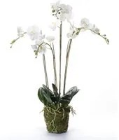 Emerald Orchidea Artificiale con Muschio Bianca 90 cm 20.355 414484