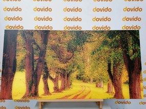 Quadro su tela – Sentiero nella foresta autunnale