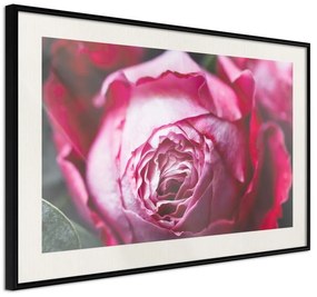 Poster  Blooming Rose  Cornice Quadri Cornice nera con pass-partout, Larghezza x Altezza Home decor 30x20